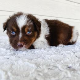 Kristoff - Red merle male Miniature Australian Shepherd puppy in Pollok, Texas from Pineywoods Pups