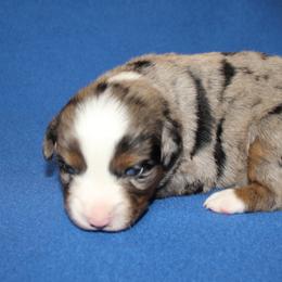Kix - Blue merle male Miniature American Shepherd puppy in Hillsdale, Michigan from Faithwalk Aussies and Mini American Shepherds