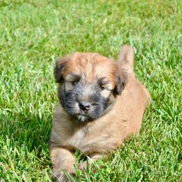 Cedar - Wheaten male Soft Coated Wheaten Terrier puppy in Kirksville, Missouri from Ironwood Ridge Kennels