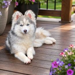 Missy - Pomsky