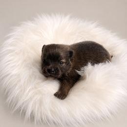 Skye - Blue female Pomeranian puppy in Atlanta, Georgia from Merle Paws Pomeranians