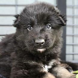 Shiloh Shepherd Puppies from Stunning Shiloh Shepherds