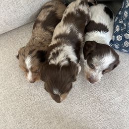 Dachshund Puppies from Southern Pearl Doxies