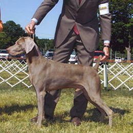 Weimaraners from SilverHoney Weims