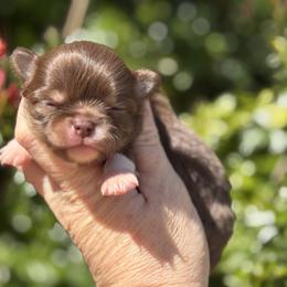 Girl 1 - Chocolate and tan female Chihuahua puppy in Newport Beach, California from Exotic City Pomeranians and chihuahuas