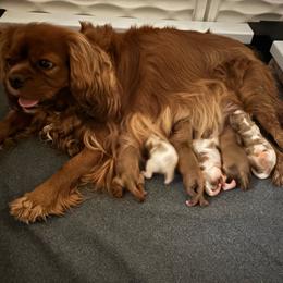 Puppy 2 - Ruby male Cavalier King Charles Spaniel puppy in Brewerton, New York from Patch of Land Acres