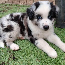 Cilantro - Blue merle male Miniature American Shepherd puppy in Springfield, Missouri from Sunrock Kennel