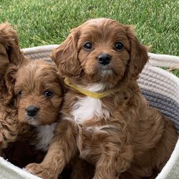 Cavachon, Cavalier King Charles Spaniel, and Cavapoo Puppies from Cavachon Love