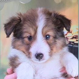 Boy 1 - Mason - Sable and white male Shetland Sheepdog puppy in Elberton, Georgia from Ioney's Southern Paws Shelties, Frenchies, and Yorkies