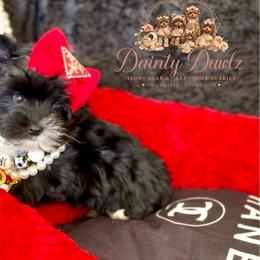 EbeNique - Black and gold female Yorkshire Terrier puppy in Prosper, Texas from DaintyDawlz