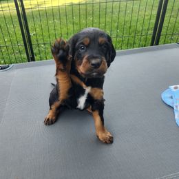 Gordon Setter Puppies from Tom McCleary
