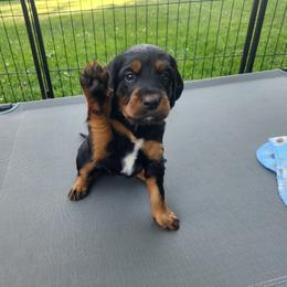 Gordon Setter Puppies from Tom McCleary