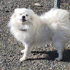 Aurora - American Eskimo Dog
