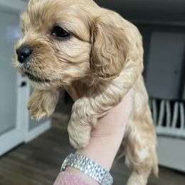 Cavapoo and Shihpoo Puppies from Haus of Doodles