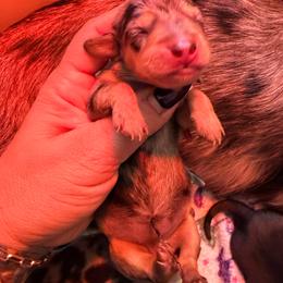 Shock - Dapple female Dachshund puppy in Victorville, California from Elegancia Vintage Xoloitzcuintle