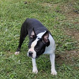 May - Boston Terrier