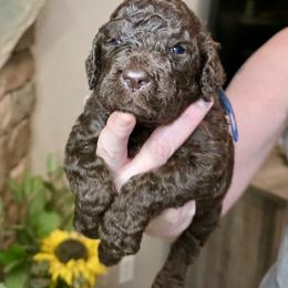 Blue collar - Chocolate male Goldendoodle puppy in Sanderson, Florida from Serenity Goldendoodles