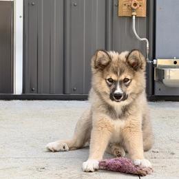 Melo - male Nenets Herding Laika puppy in Rockville, Maryland from Skais the Limit