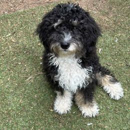 Girl 3 mittens - Tri-color female Bernedoodle puppy in Vancouver, Washington from Doo a Little Doodle