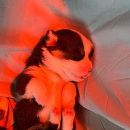 Elizabeth Taylor - Black and tan female Pembroke Welsh Corgi puppy in Louisburg, North Carolina from Lucky Penny Corgis