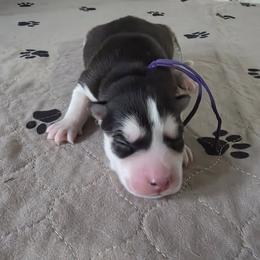 Sasha - Black and white female Siberian Husky puppy in Wheeling, West Virginia from Wild and Wonderful Siberian Huskies