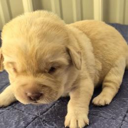 Wanda, gray collar - Yellow female Labrador Retriever puppy in Greenwich, Ohio from Pure Gem Kennel