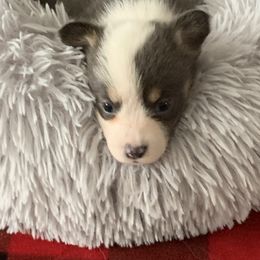 Pembroke Welsh Corgi Puppies from Anita’s little Corgi Haven