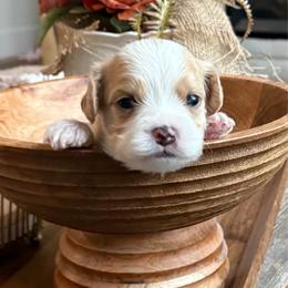 Noelle - Blenheim female Cavachon puppy in Draper, Utah from Peaks Pups — Exceptional by Nature. Raised with Purpose.