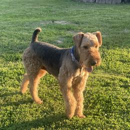 Bindi - Airedale Terrier