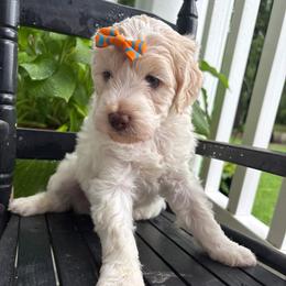 Dancing Queen - Cream female Labradoodle puppy in Camden, North Carolina from Oopsie Doodles of NC