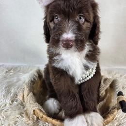 Aussiedoodle Puppies from The Cuddly Dood Ranch