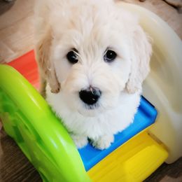 Goldendoodle Puppies from Barkley Lane Doodles