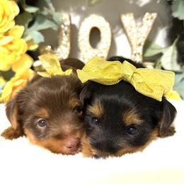 Yorkshire Terrier puppies from Yuppie Yorkies
