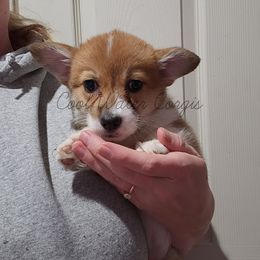 Inkling Girl - Red Pembroke Welsh Corgi puppy in Kiowa, Colorado from Cool Water Corgis LLC