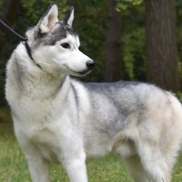 Patrick - Siberian Husky