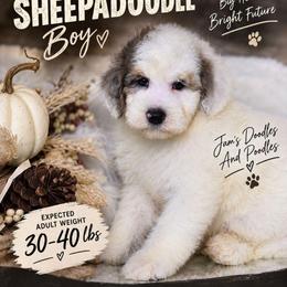 Champ - Blue merle and white male Sheepadoodle puppy in Cleveland, Georgia from Jam's Doodles And Poodles