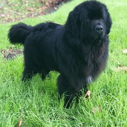 Axel - Newfoundland