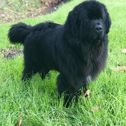 Axel - Newfoundland