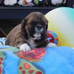 Lhasa Apso Puppies from Lots of Lhasa Love