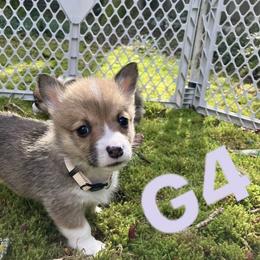 American Corgi and Pembroke Welsh Corgi Puppies from Cascadian Space Coast Corgis LLC