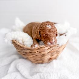 Hyssop - Red  female Goldendoodle puppy in Greencastle, Indiana from Willow & Co.