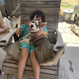 Siberian Husky Puppies from Final Siberians