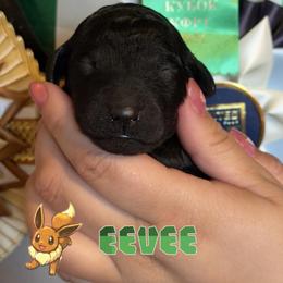 Eevee - Black female Poodle puppy in Ephrata, Washington from NCR Ranch