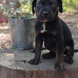 Hot Pink - Black female Catahoula Leopard Dog puppy in Huntsville, Arkansas from ArkieHoulas