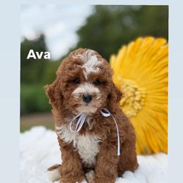 Ava - Red  female Goldendoodle puppy in Estesburg, Kentucky from Wet Goldendoodle Kisses