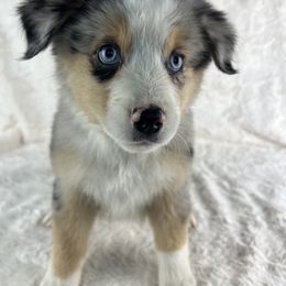 Lily - Blue merle female Miniature American Shepherd puppy in Murray, Utah from Regal Miniature American Shepherds | Regal Miniature Australian Shepherds