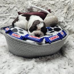 Crunch - Liver white and roan male English Springer Spaniel puppy in Westover, Maryland from Sterling's springer Haven