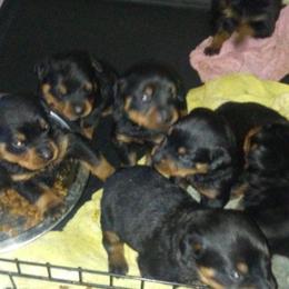 Rottweiler Puppies from Gregory Mulkey's Rottweilers