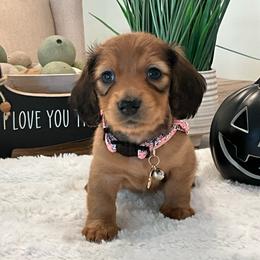 Bailey - Red female Dachshund puppy in Menifee, California from Dachshunds in SoCal