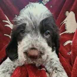 Ms Yellow - Liver white and roan female English Springer Spaniel puppy in Montville, Connecticut from Hillside Springs Farm